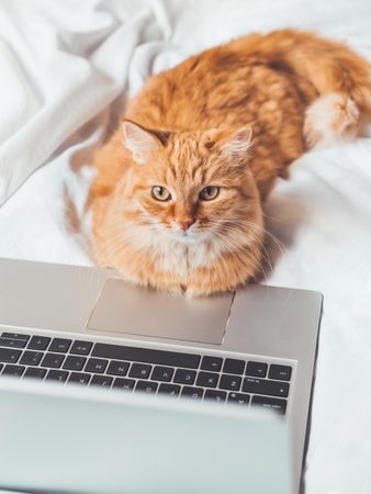 Cute ginger cat lying in bed with laptop