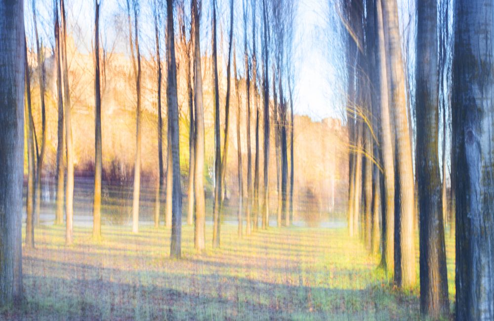 Blurred trees in forest