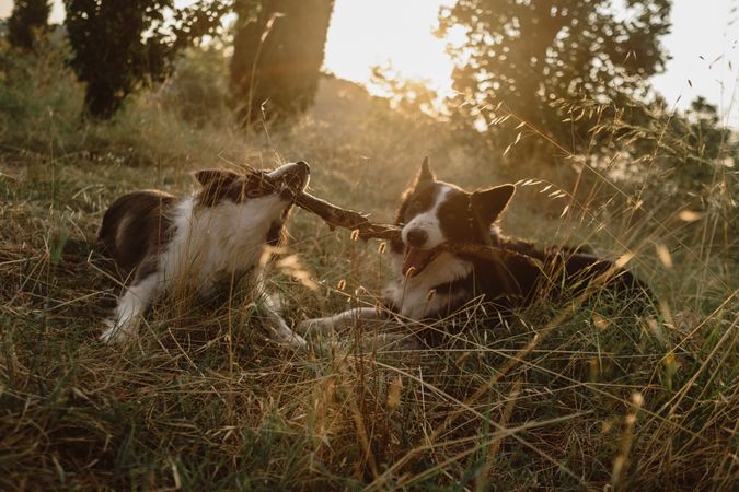 Border Collie dogs having fun together during stick game on dry grass in countryside