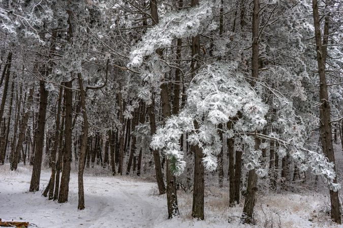 Winter snowy landscape