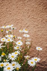 Daisy flowers