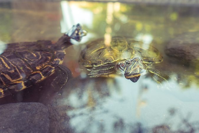 Cute turtles swimming in pond