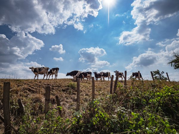Black and white cows graze on the hill. Bright sun.