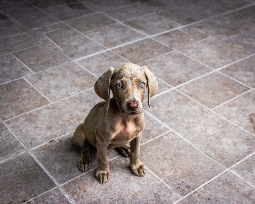 Puppy sitting on brown ceramic floor tiles