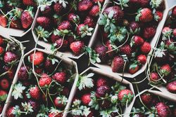 Strawberries in eco-friendly plastic-free boxes, diagonal close up
