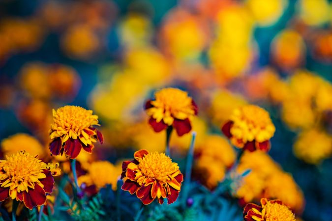 Close up of marigols