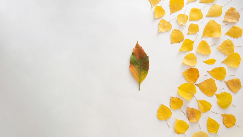 Seasonal flat lay of yellow leaves in a semi-circle on plain background with copy space