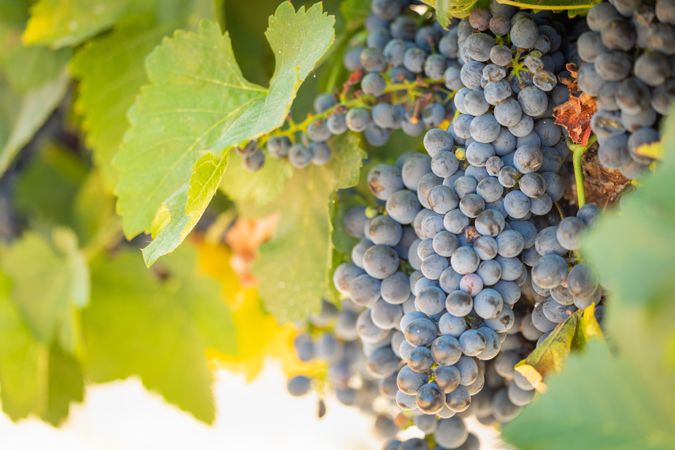 Vineyard with Lush, Ripe Wine Grapes on the Vine Ready for Harvest