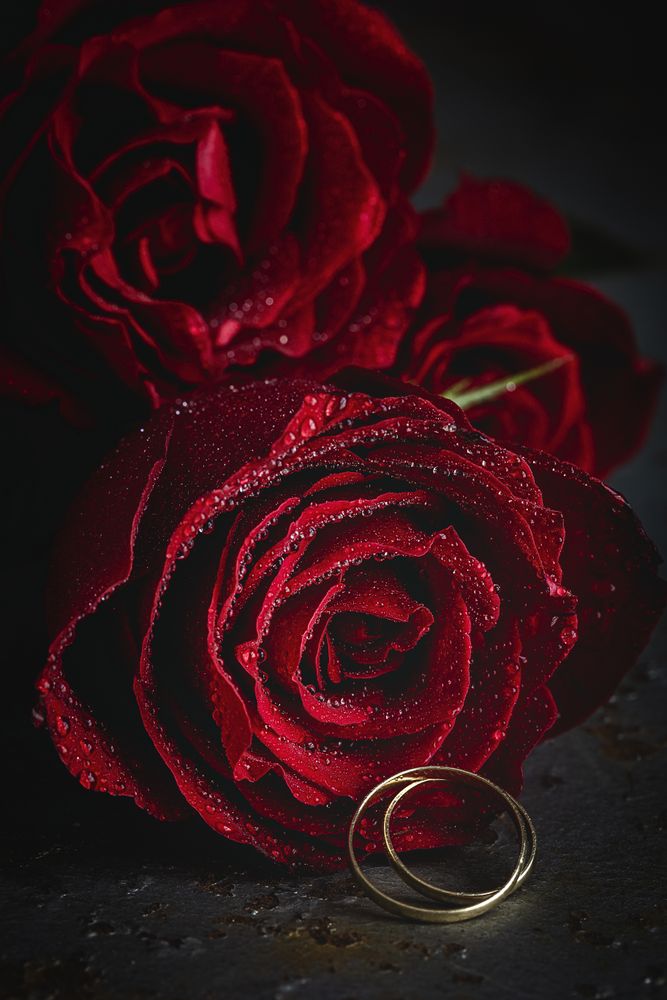 Red roses with dark background with wedding ring