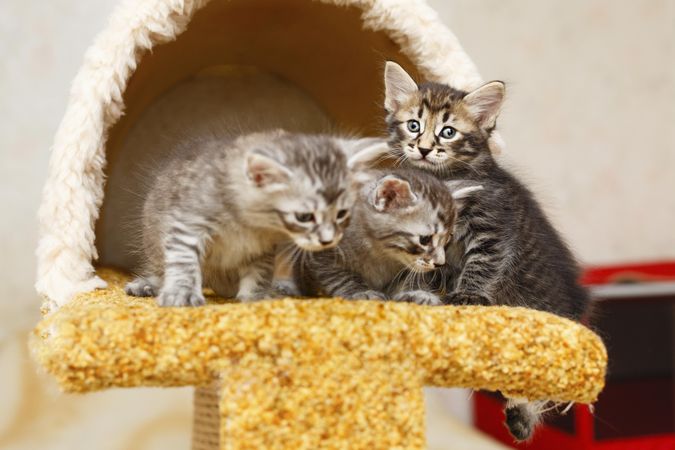 Cute kitten siblings sitting with each other in cat home