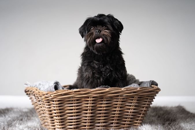 Affenpinsher dog in basket with tongue out