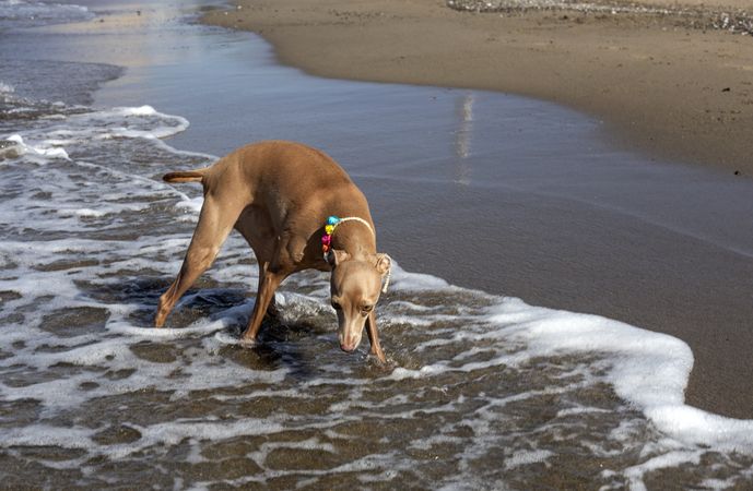 Puppy playing in water of seaside