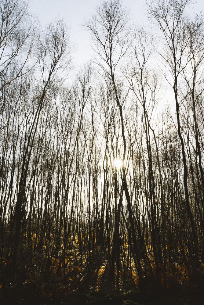 Tall thin trees on an overcast day