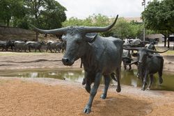 Some of the 70 bronze steers in a large sculpture in Pioneer Park in Dallas, Texas O41885