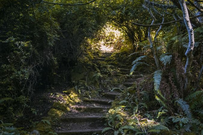 Rocky stairs surrounded by trees branches