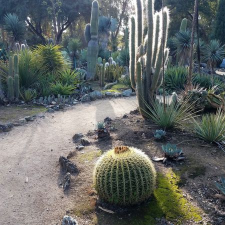 Sun coming through a cacti and succulent garden