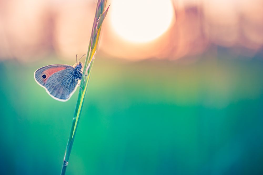Side view of a moth