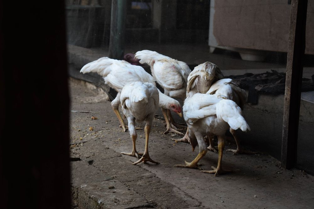 Flock of chickens inside of barn