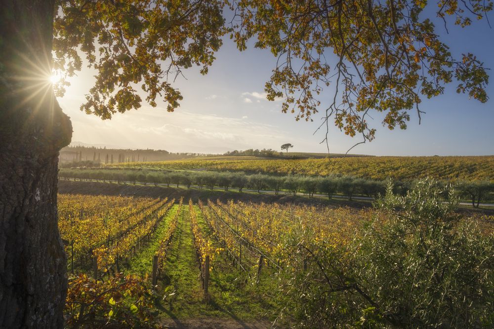Tree and vineyards, autumn landscape in Chianti region at sunset. Castelnuovo Berardenga, Tuscany, Italy