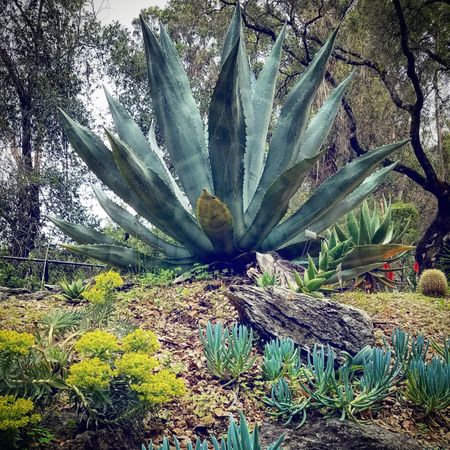 Garden scene with large blue agave