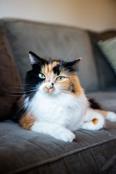 Cat with green eyes