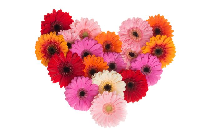 Heart shape of blooming colorfull gerbera flowers on a light background