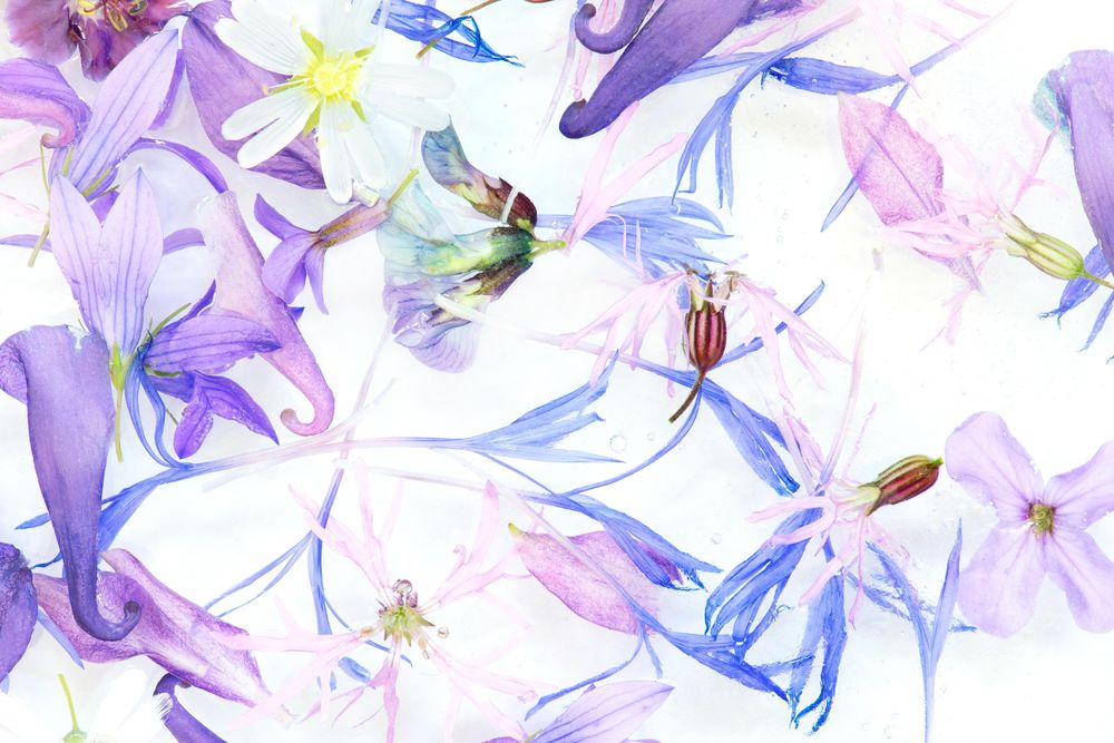 Purple-blue flowers with swirls on light background