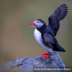 Atlantic puffin opening wings and perching on gray rock 4BxaE0