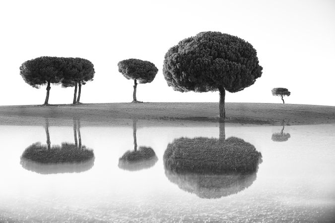 Silhouette of trees in sunset valley