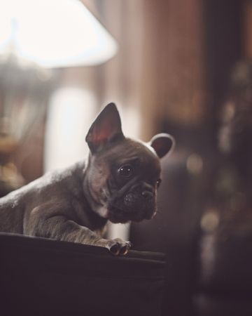 Cute French bulldog looking over the top of a sofa