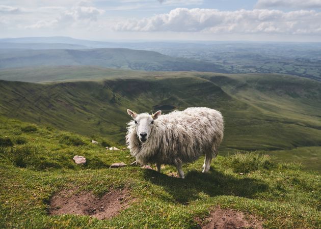 Sheep atop a mountain with views of the valley in the background