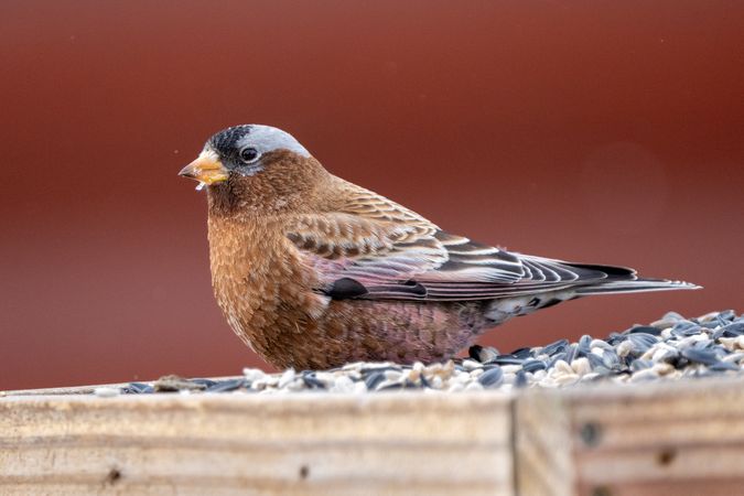 Gray-crowned Rosy-Finch in Deer River, Minnesota