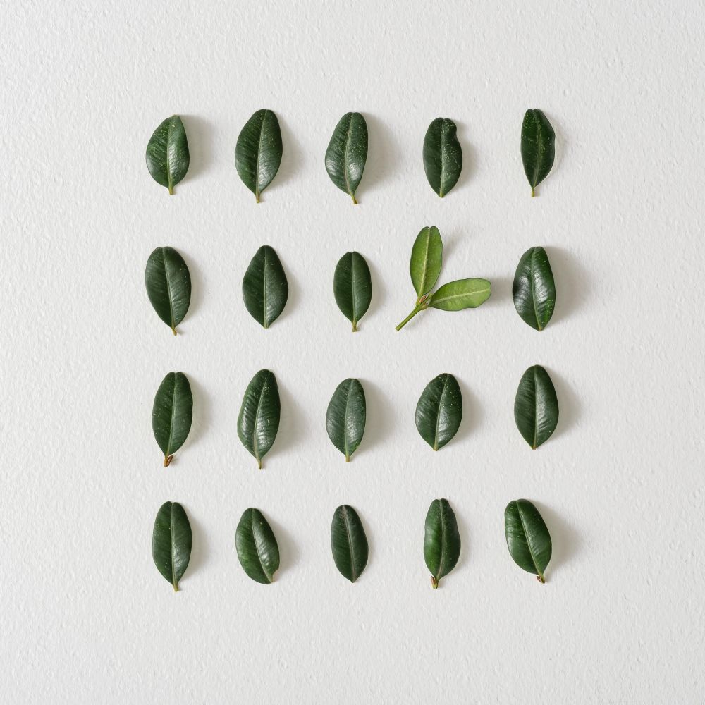 Rows of leaves on light background