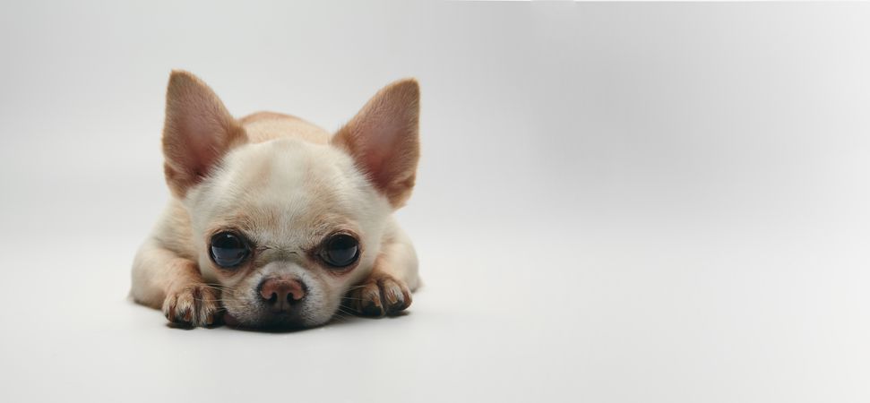 Sad Chihuahua Resting