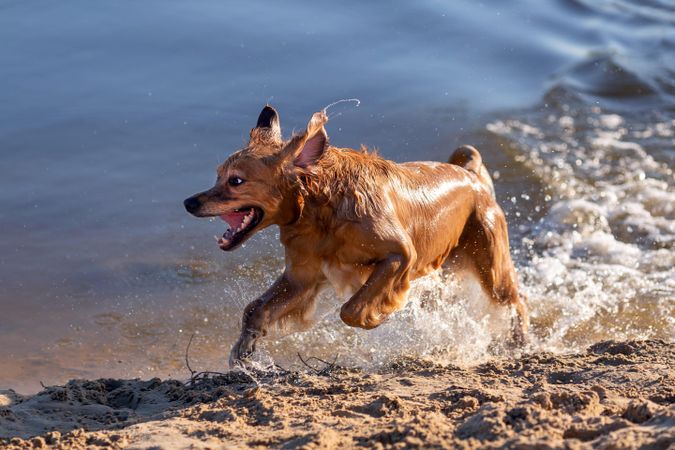 Golden Retriever running in the lake