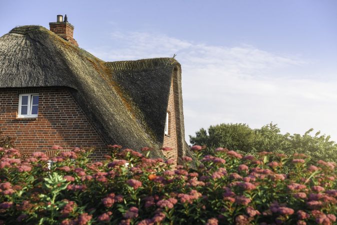 Close up of thatched house with rose bushes