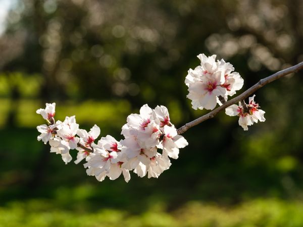 Curve branch with Almond flowers in garden