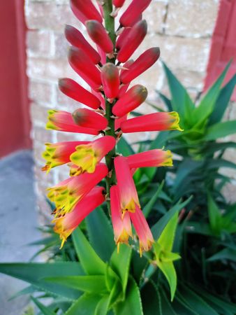 Lachenalia plant with red and yellow