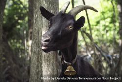 Funny goat portrait bEVLN0