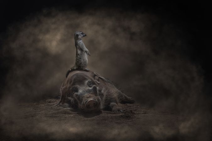 Meerkat standing on laying warthog