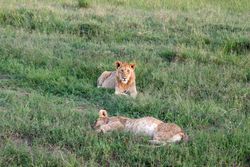 Impressive wild lions in the Savannah of Africa in the Masai Mara Park.