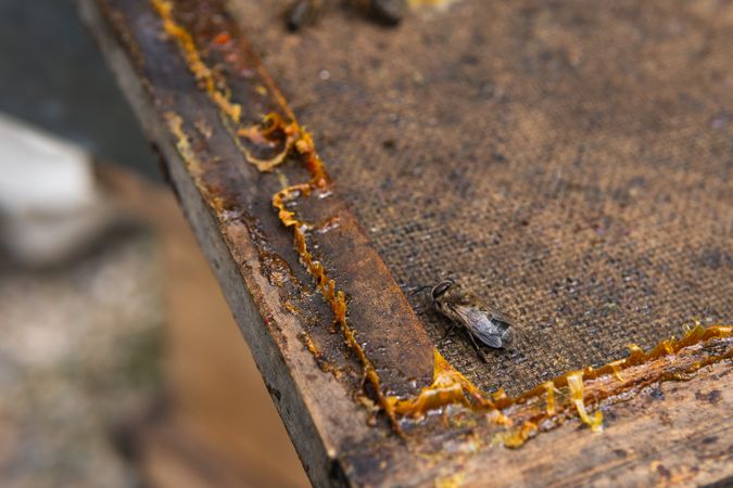 Honeycomb with bees in apiary