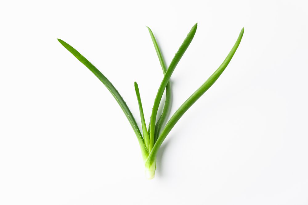 Aloe vera plant on plain background, space for text. Natural treatment