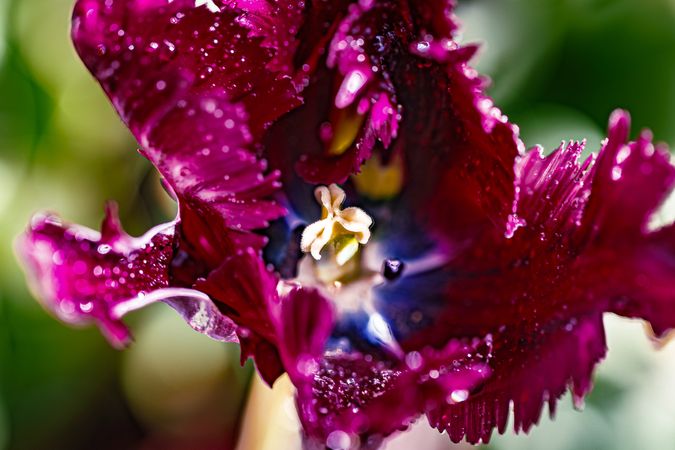 Looking into inside of pink tulip with blue inside