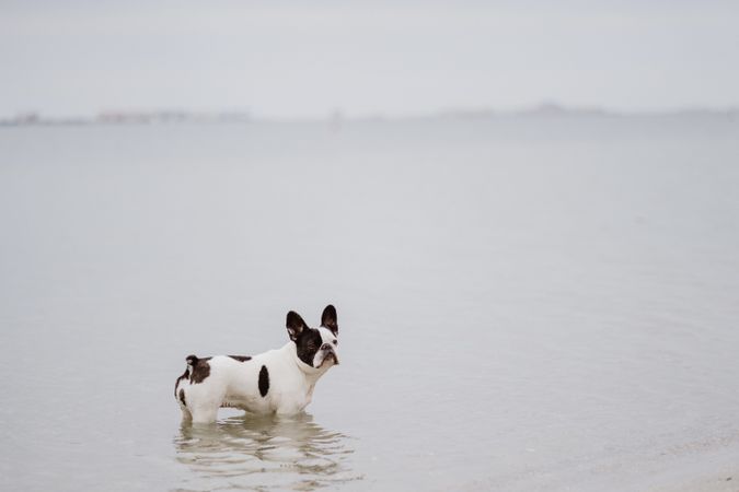 Dog running on beach inside sea
