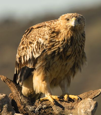 Furious wild eagle closeup