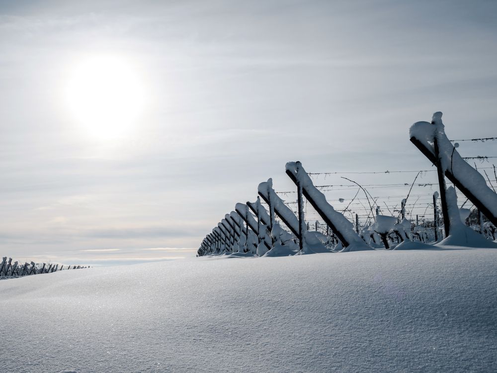 Alsace vineyards under heavy snow on a sunny winter day. Details and top view.