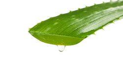 Aloe vera fresh leaf isolated on blank background, closeup. Treatment plant