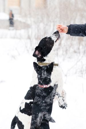 Treat Time in Snow