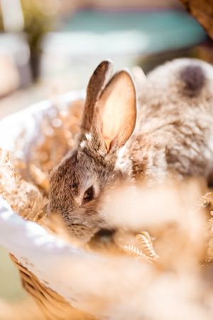 Bunny in a basket with dry fern at sunset